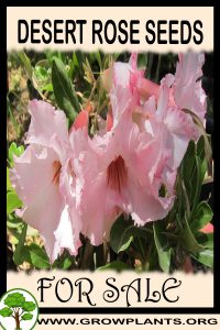 Desert rose seeds for sale