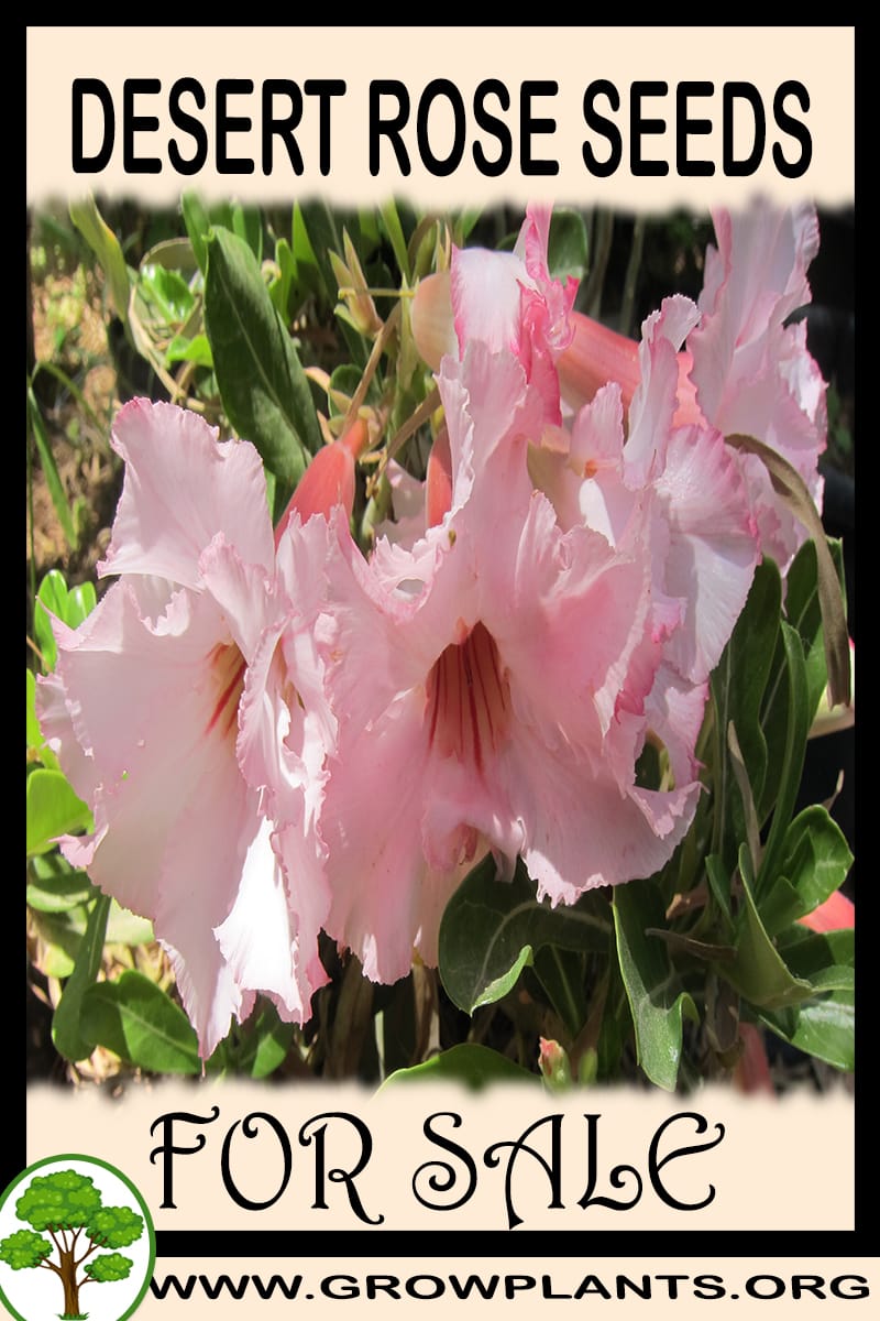 Desert rose seeds