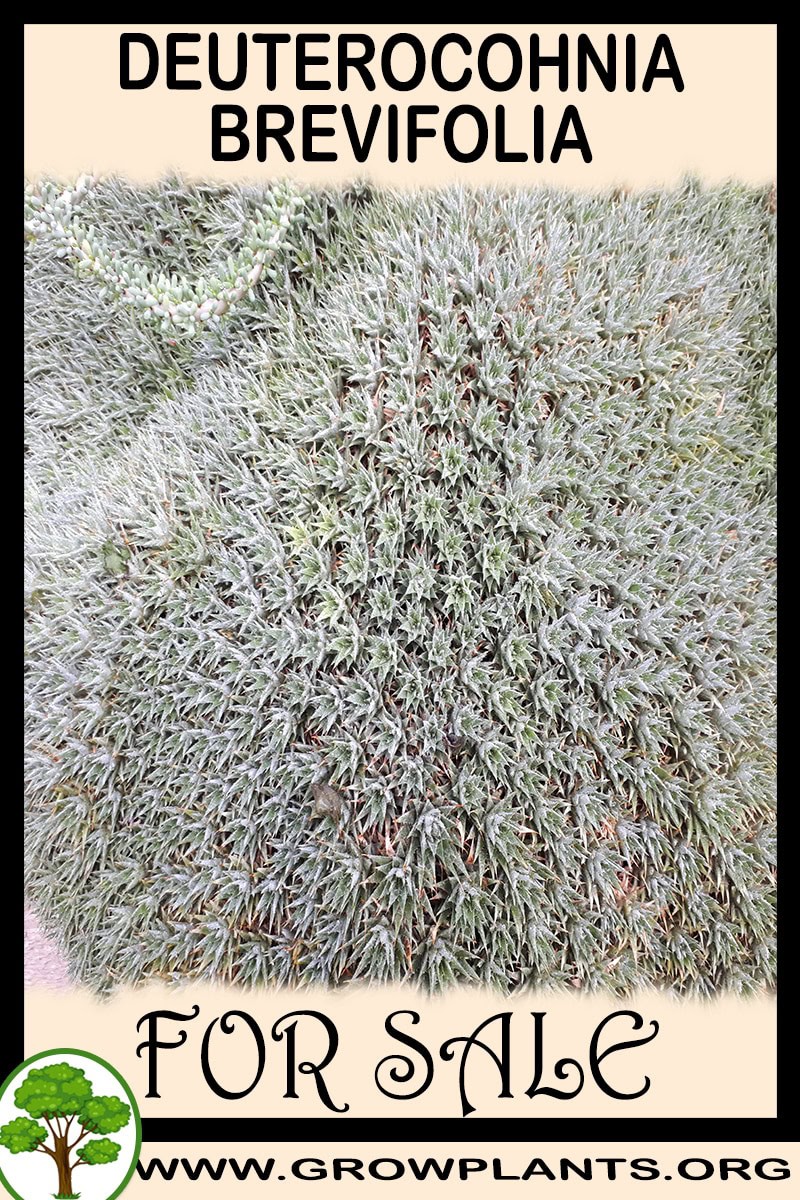 Deuterocohnia brevifolia