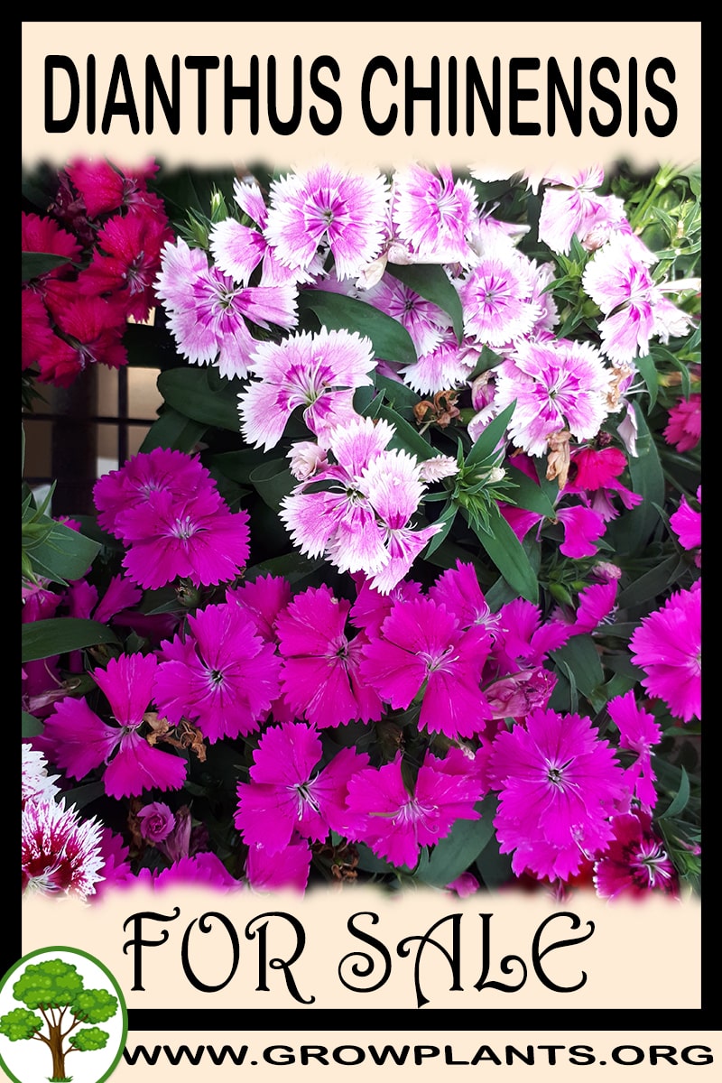 Dianthus chinensis