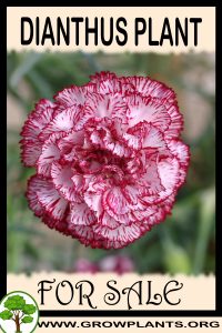 Dianthus for sale