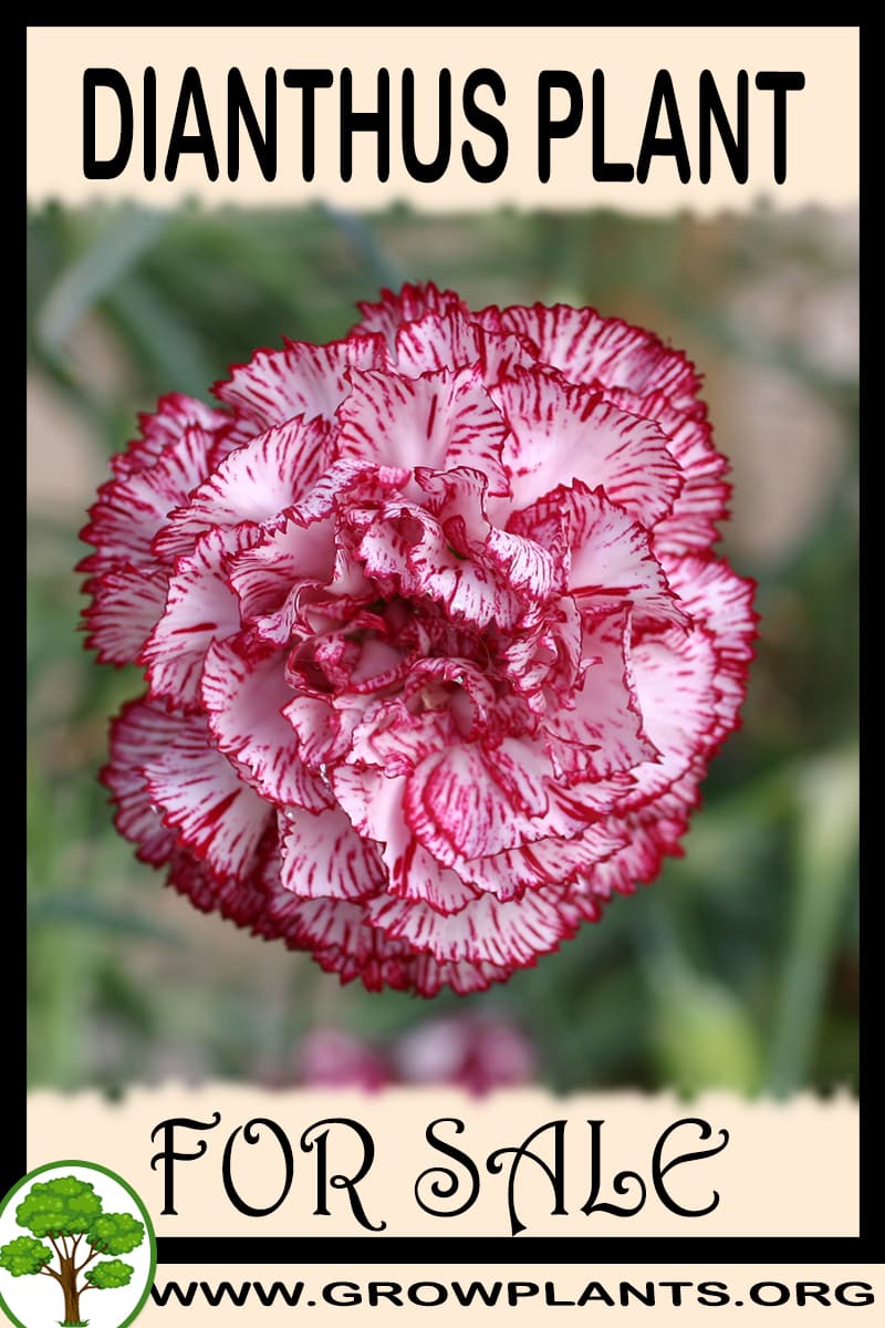 Dianthus