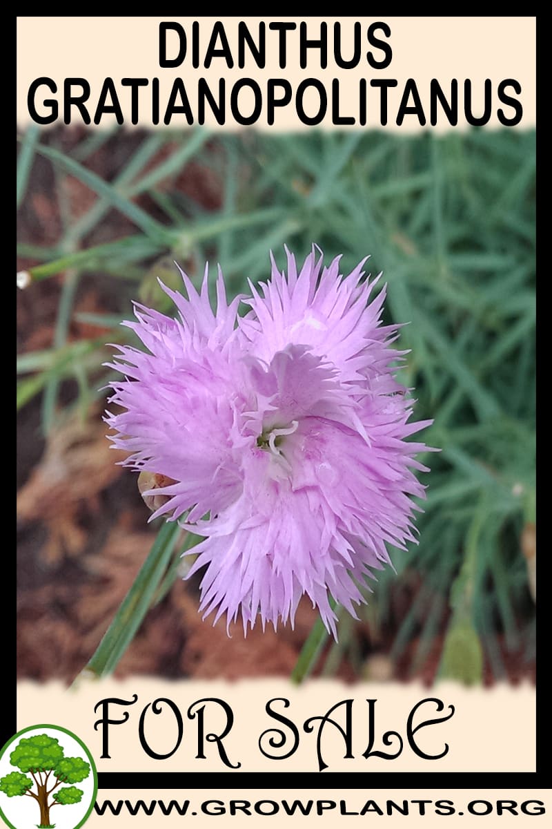 Dianthus gratianopolitanus