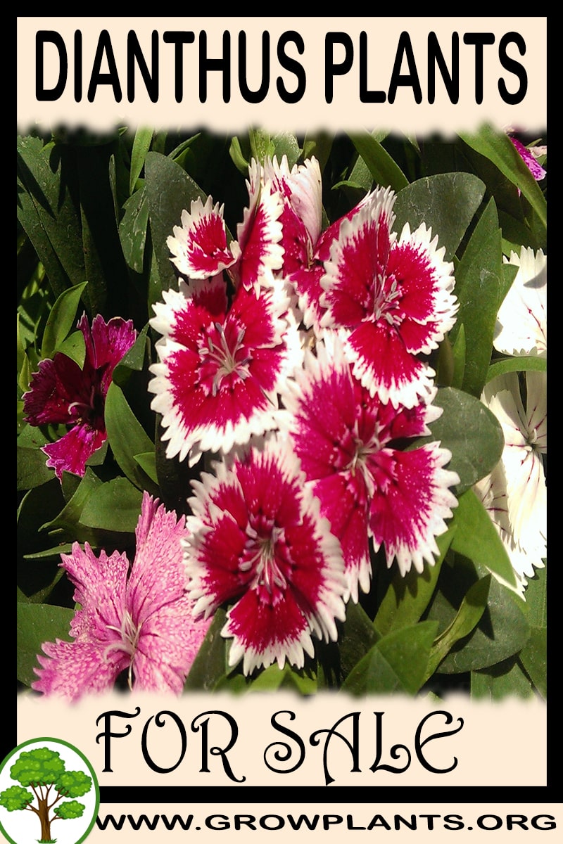 Dianthus plants