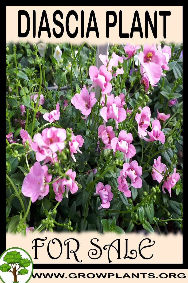 Diascia
