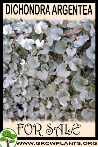 Dichondra argentea for sale