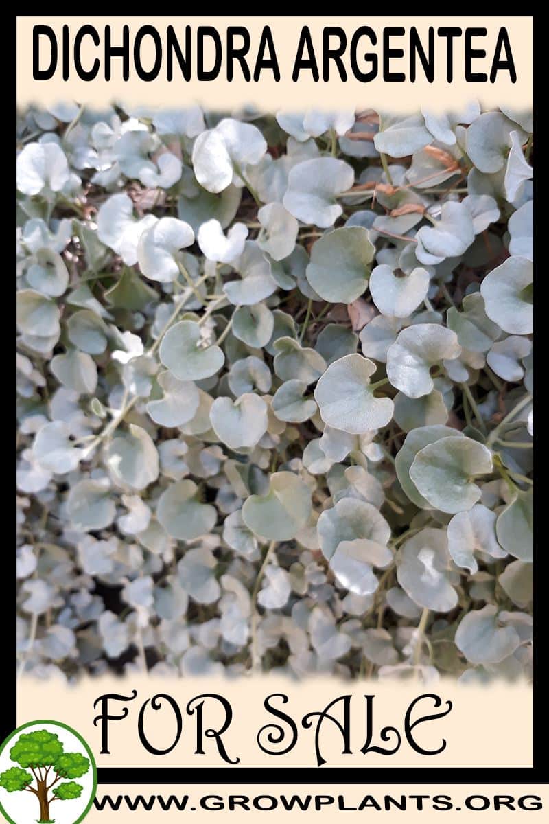 Dichondra argentea