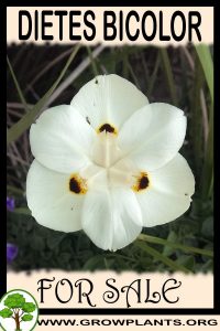 Dietes bicolor for sale