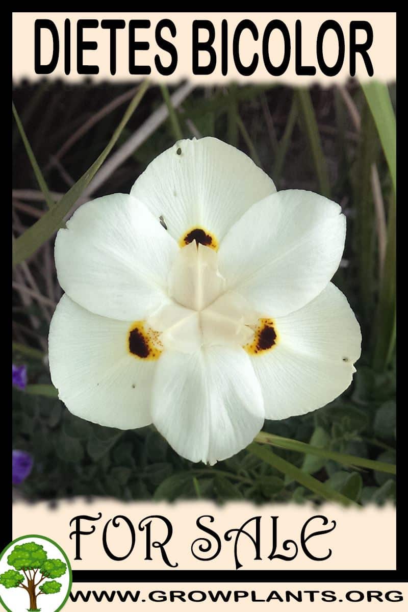 Dietes bicolor