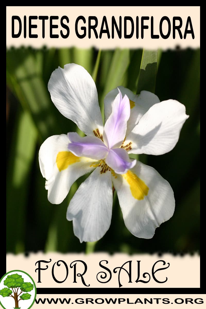 Dietes grandiflora