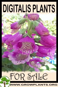 Digitalis plants for sale