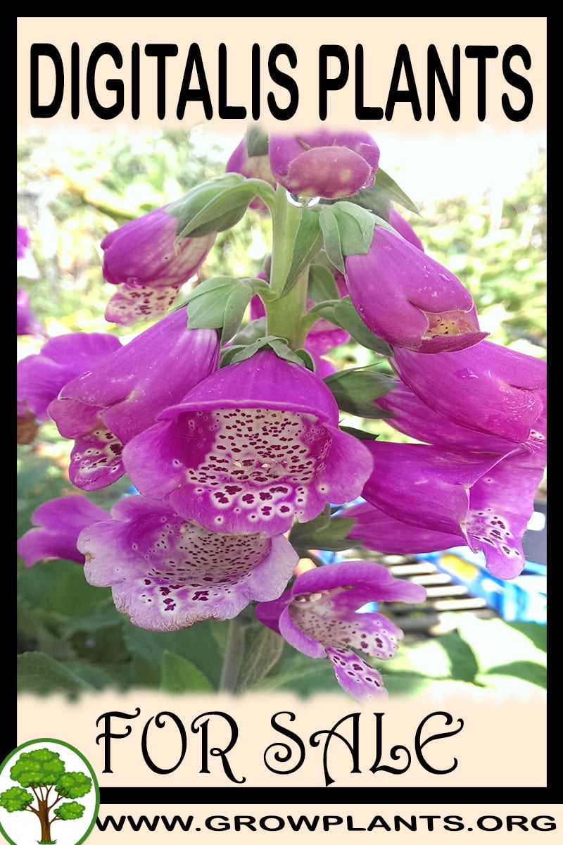 Digitalis plants