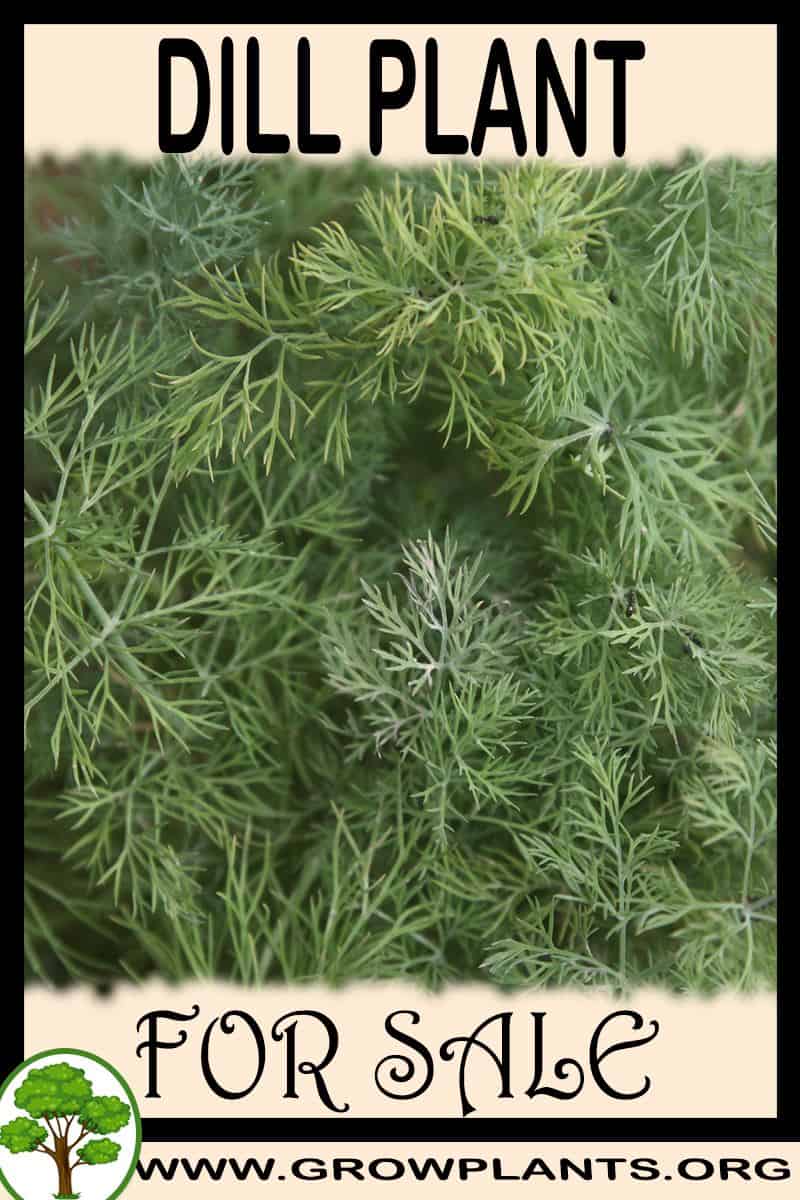 Dill