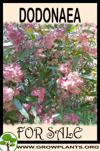 Dodonaea for sale