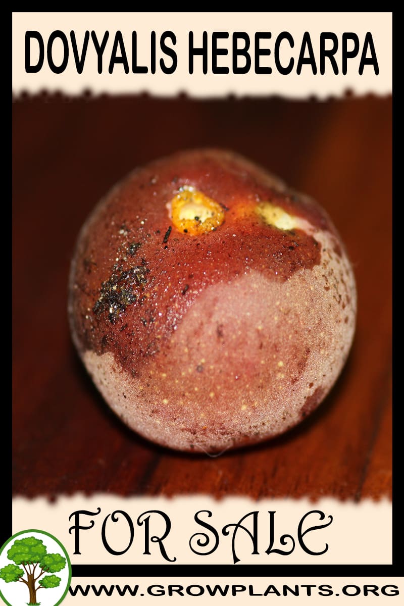 Dovyalis hebecarpa
