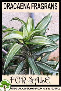 Dracaena fragrans for sale