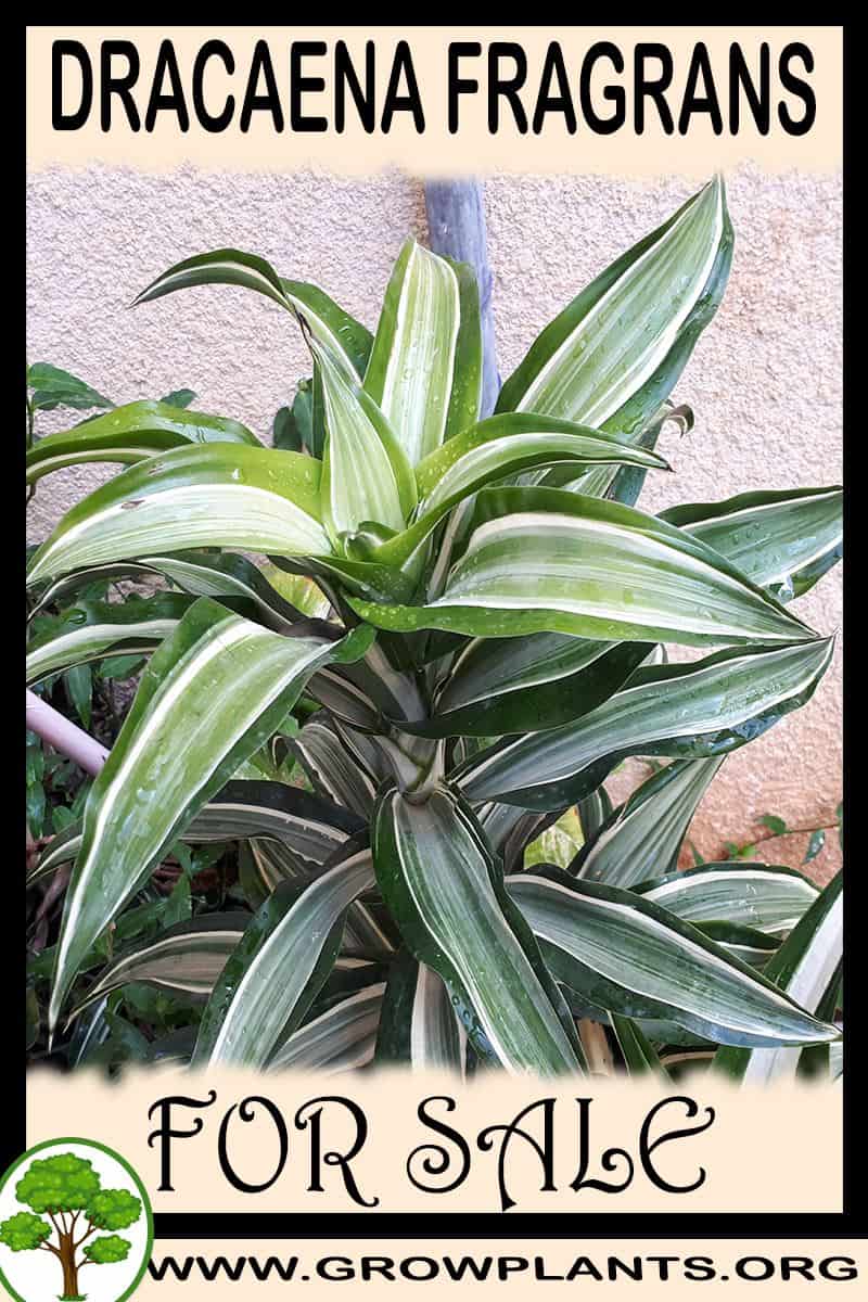 Dracaena fragrans