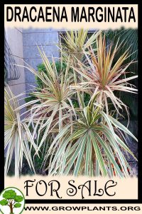 Dracaena marginata for sale