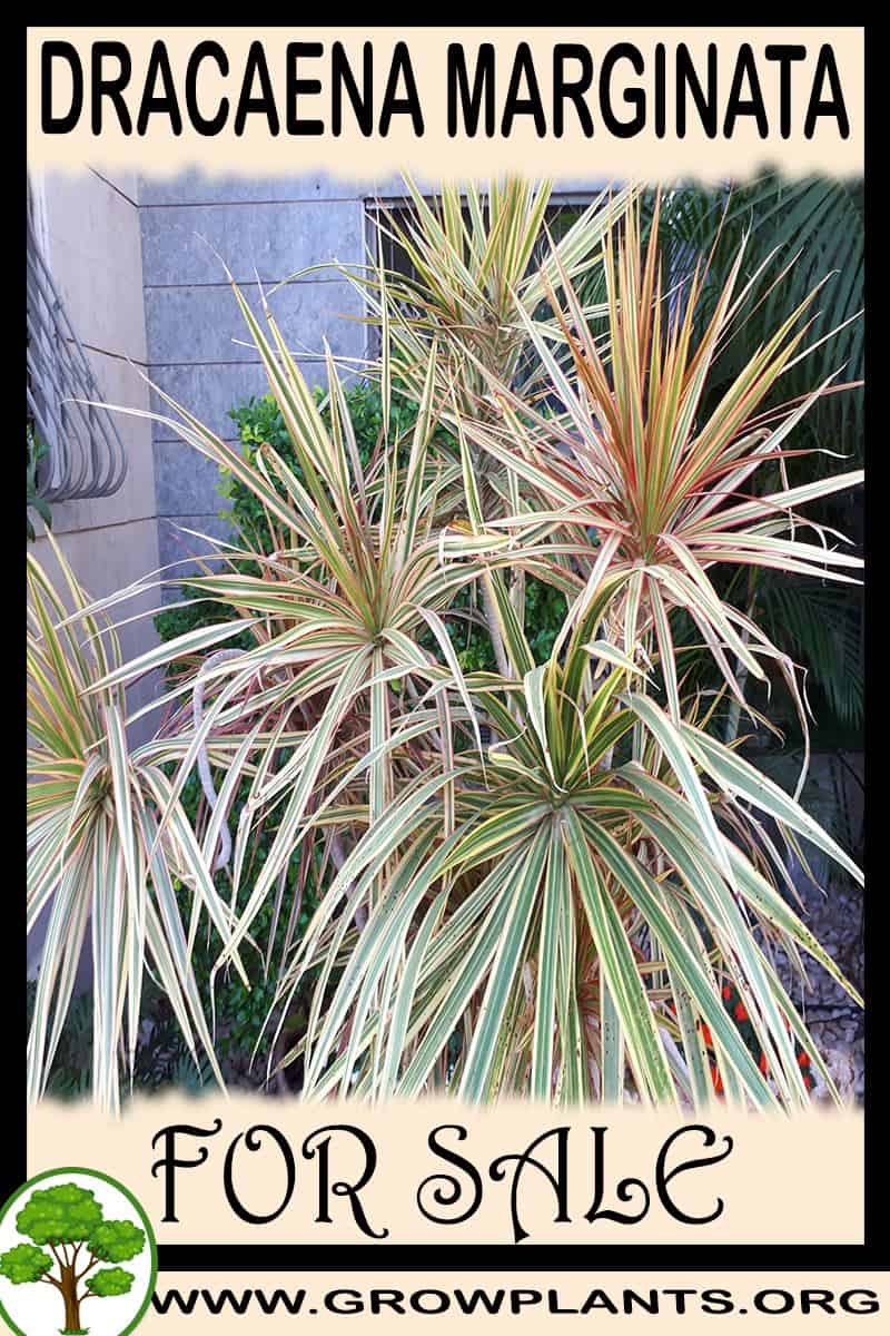 Dracaena marginata