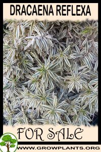 Dracaena reflexa for sale