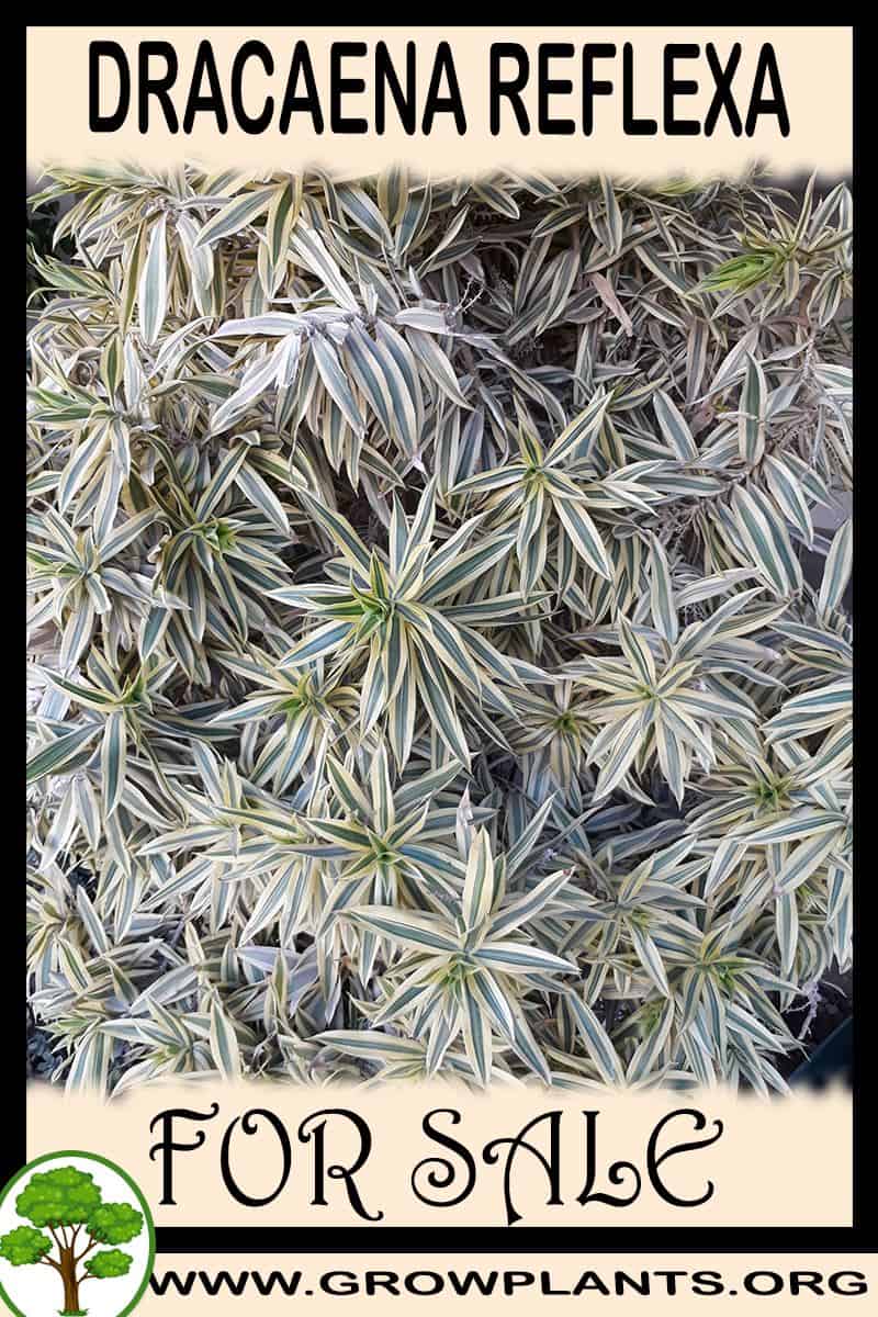Dracaena reflexa