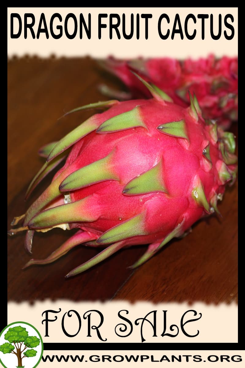Dragon fruit cactus