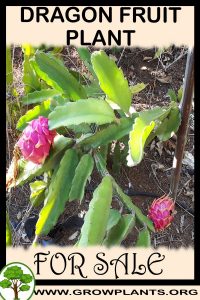 Dragon fruit plant for sale