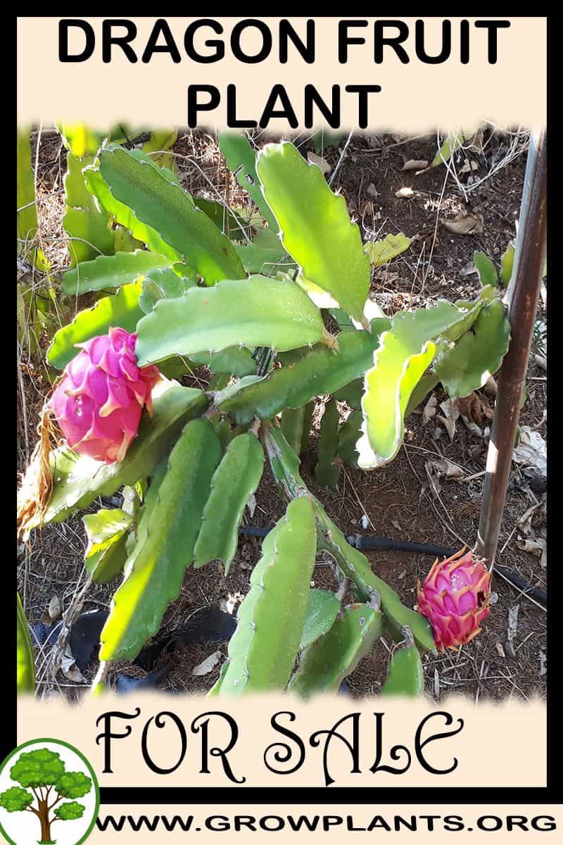 Dragon fruit