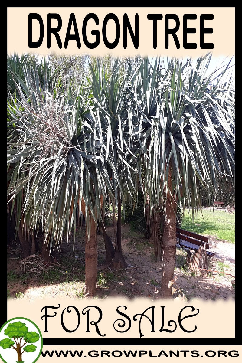 Dragon tree