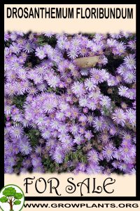 Drosanthemum floribundum for sale