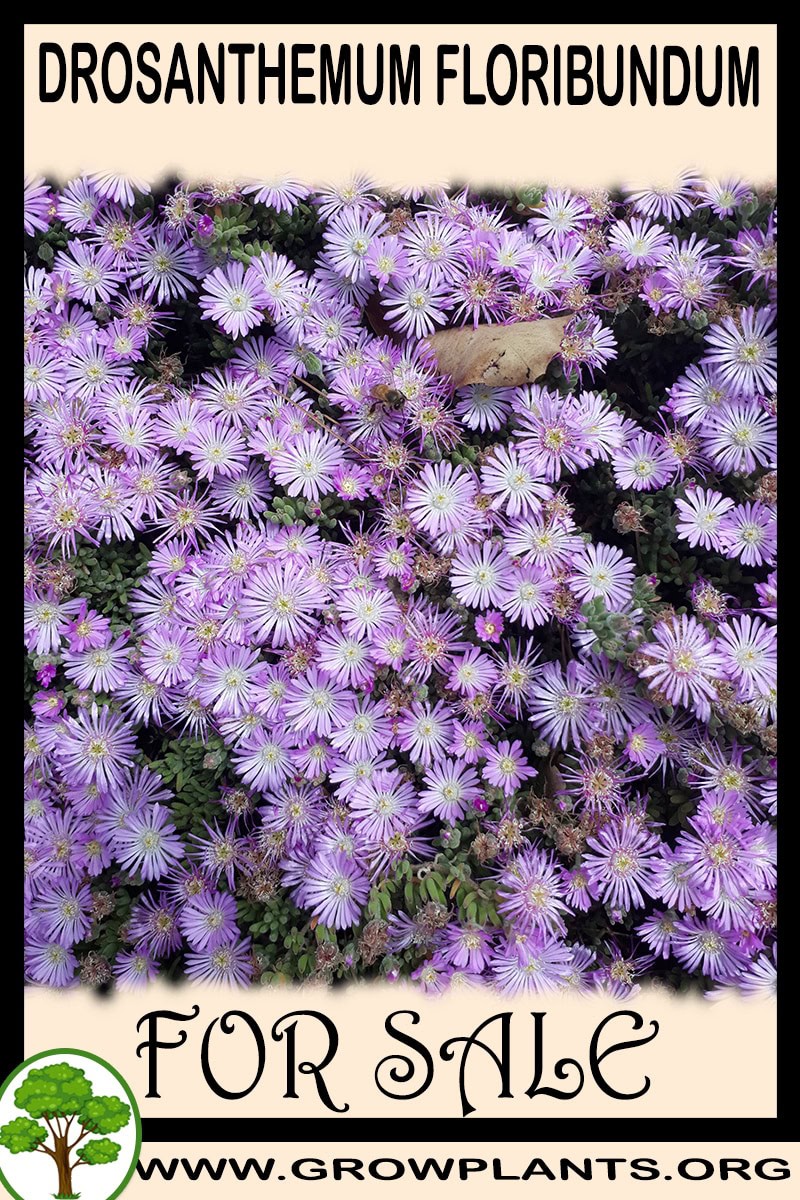 Drosanthemum floribundum