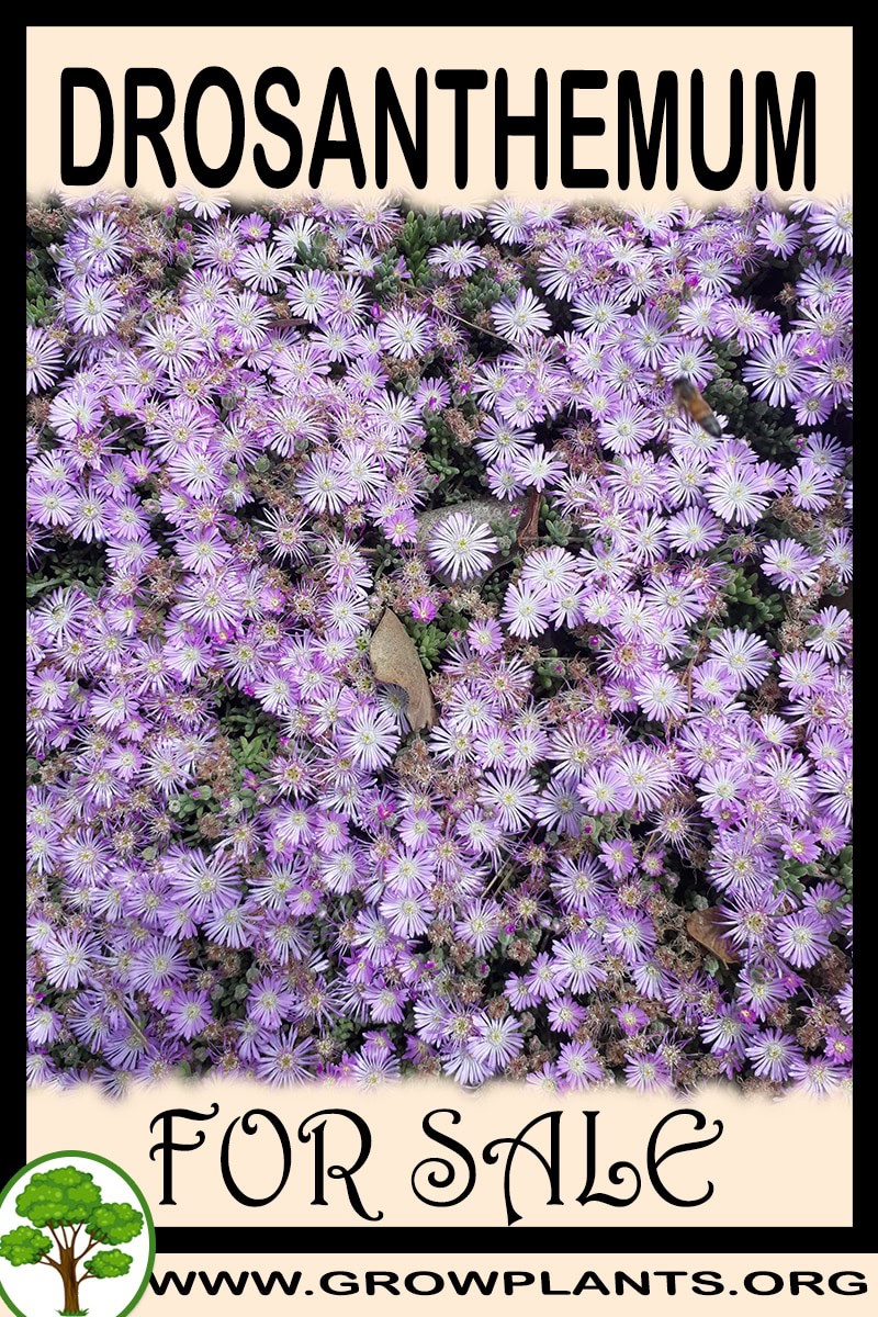 Drosanthemum
