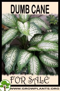 Dumb cane for sale