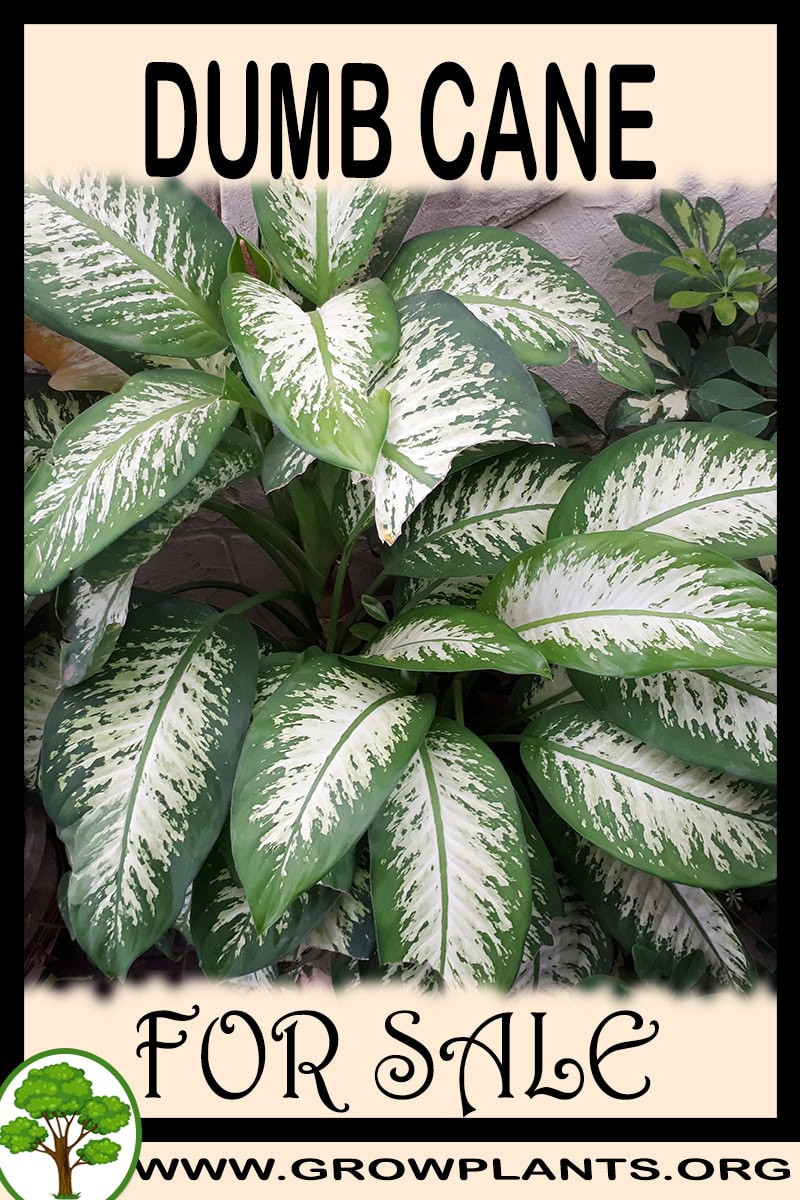 Dumb cane