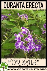 Duranta erecta for sale