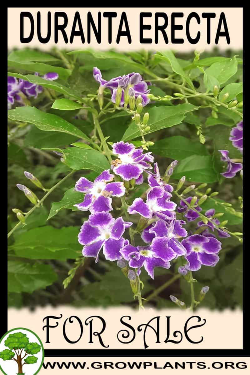Duranta erecta