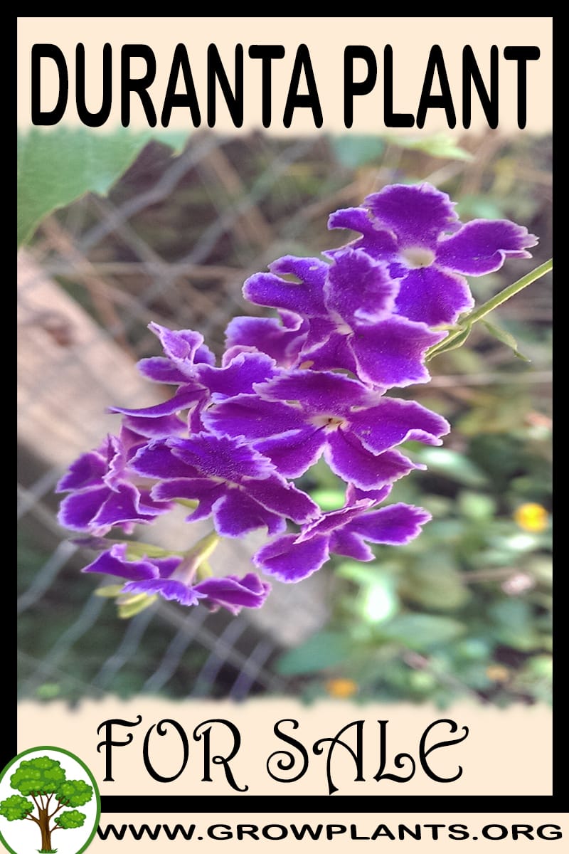 Duranta