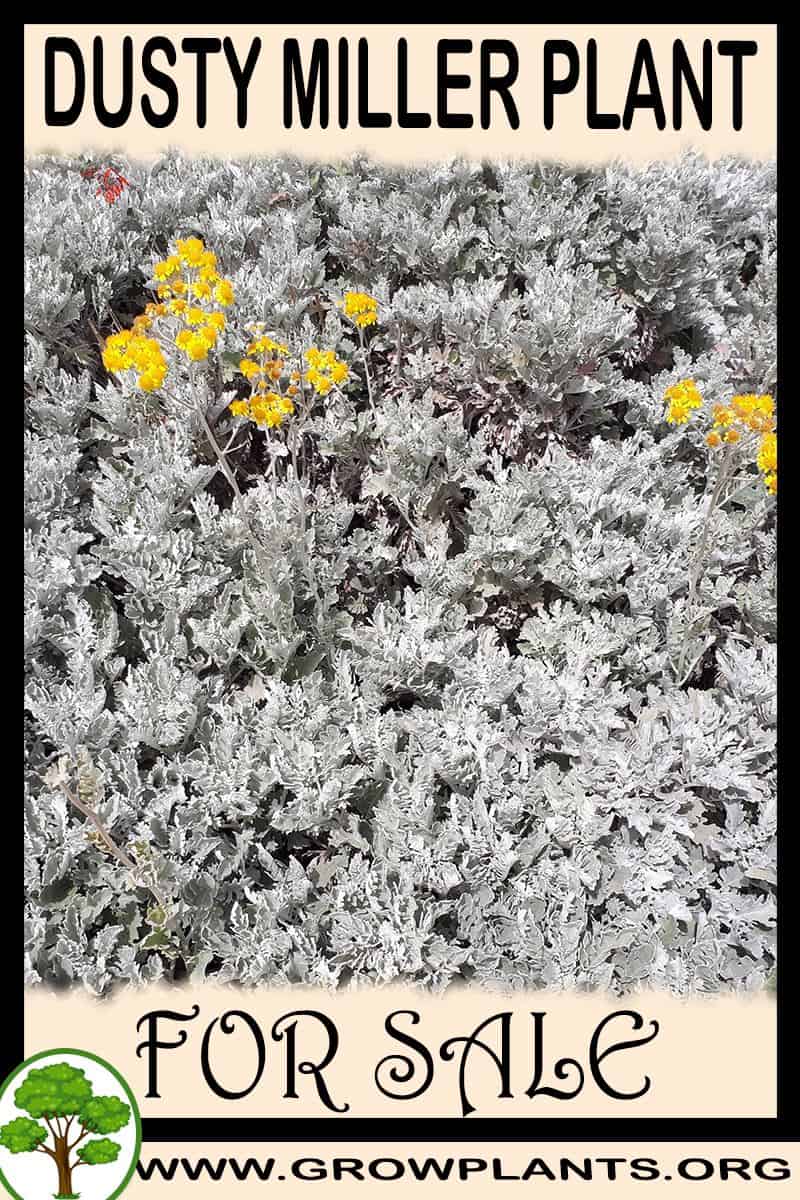 Dusty miller
