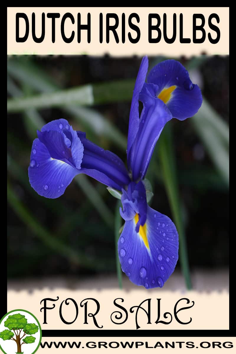 Dutch iris bulbs