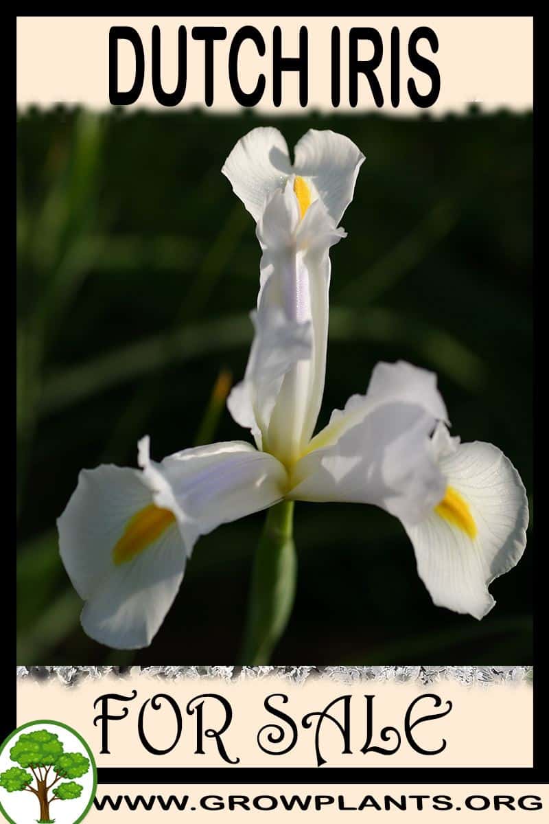 Dutch iris