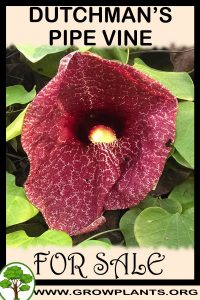 Dutchman’s pipe vine for sale