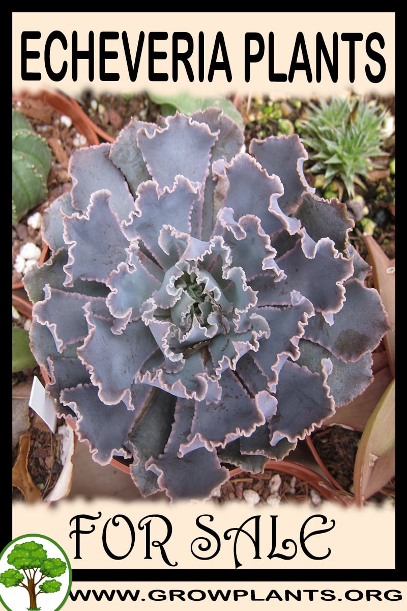 Echeveria plants