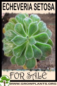 Echeveria setosa for sale