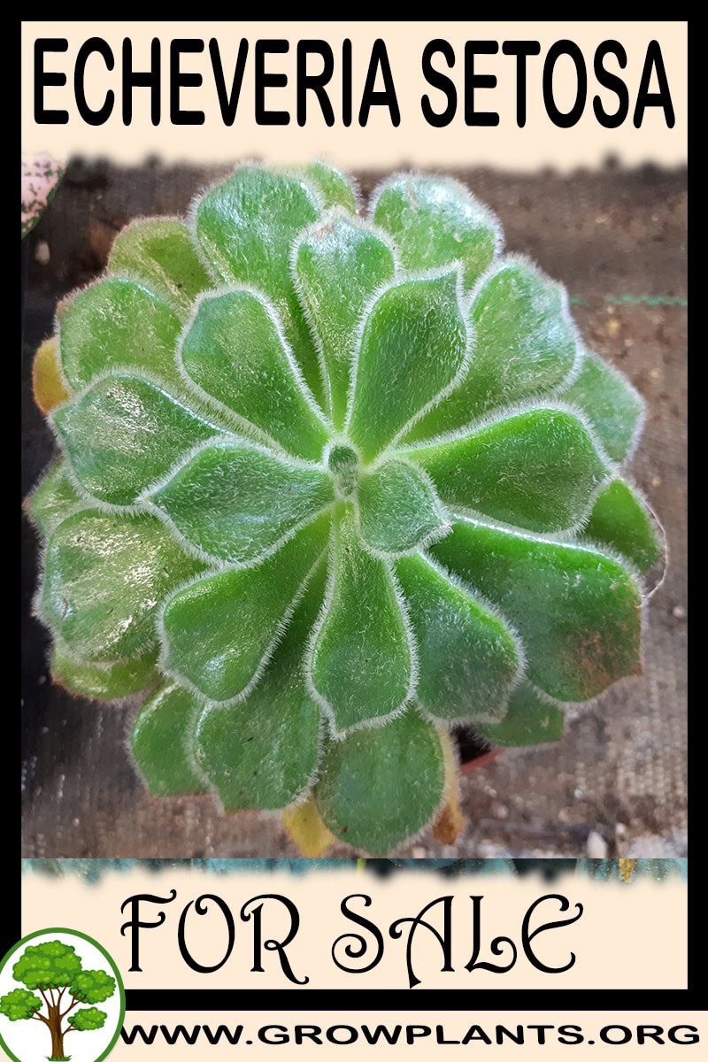 Echeveria setosa