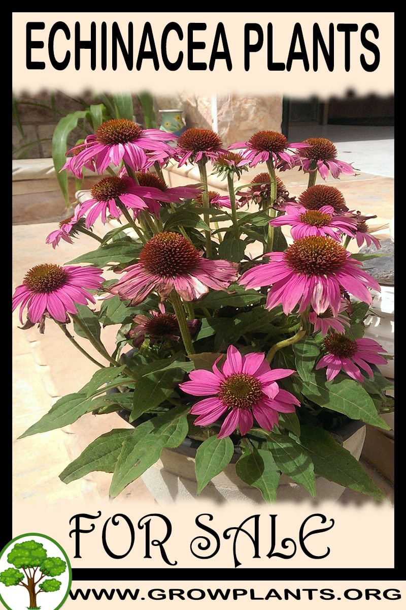 Echinacea plants