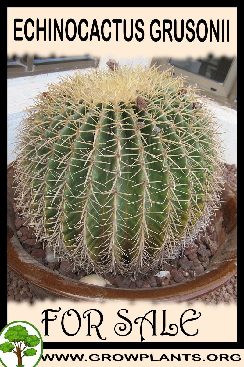 Echinocactus grusonii