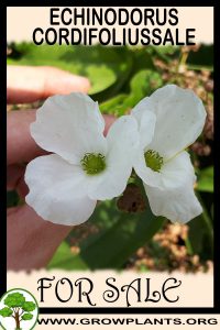 Echinodorus cordifolius for sale