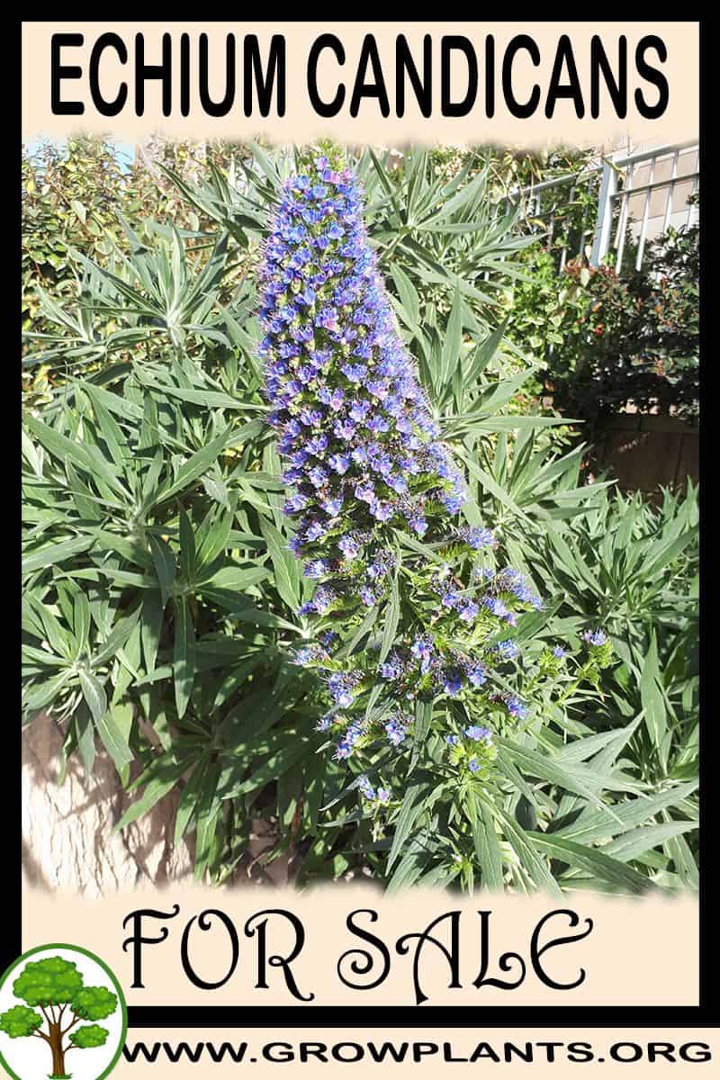 Echium candicans