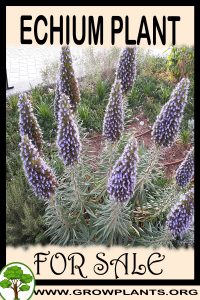 Echium for sale