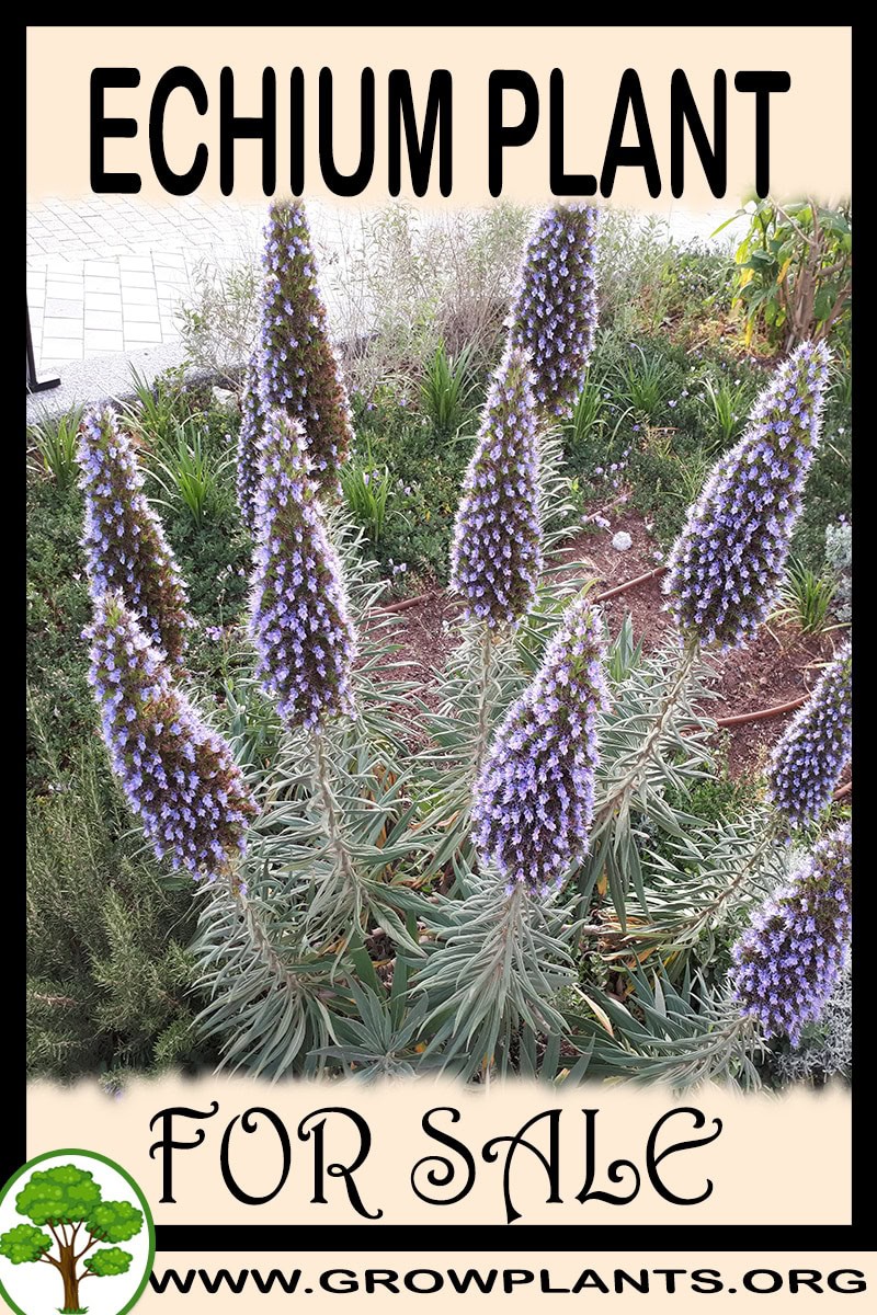 Echium